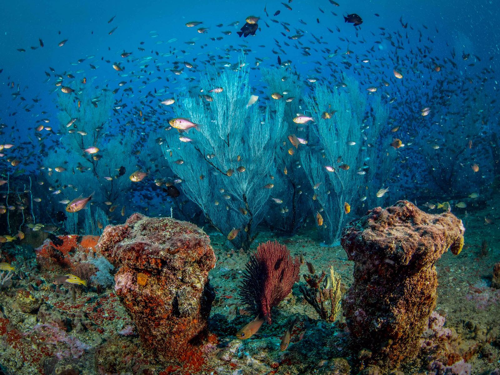 Diving Booking Sri Lanka