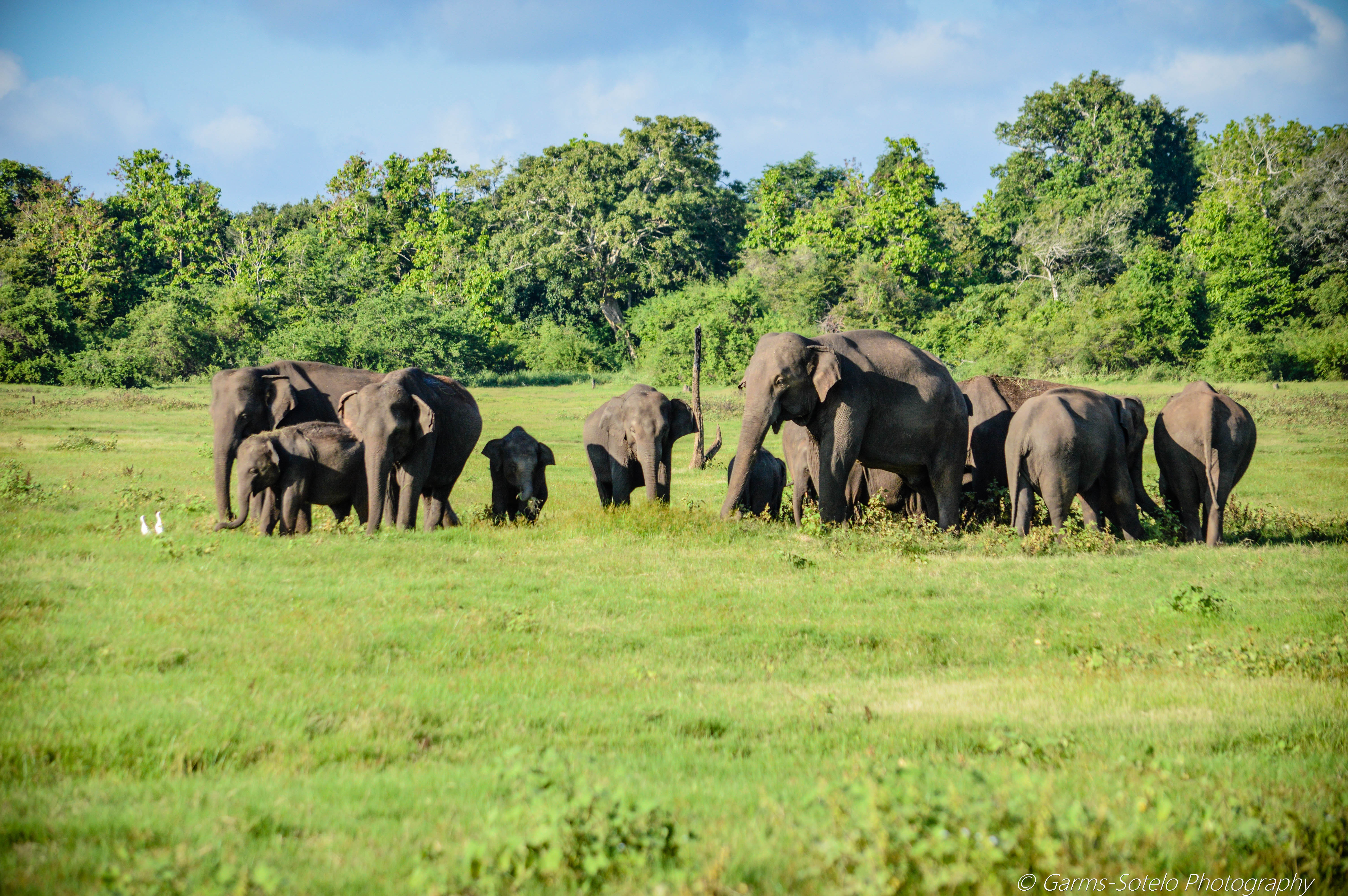 4X4 Jeep Safari Minneriya National Park Booking Sri Lanka