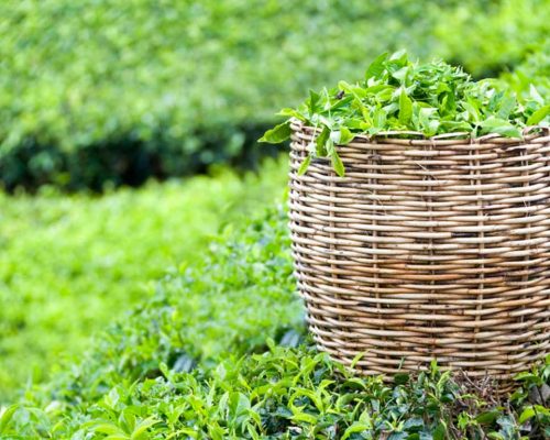 CEYLON TEA EXPERIENCE