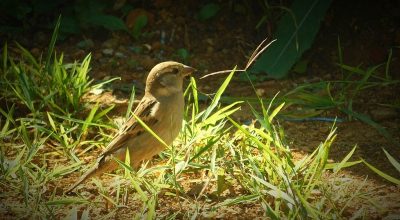 Bird Watching - Wiki by Columbus Tours Sri Lanka