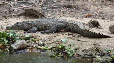 Crocodile - Wiki by Columbus Tours Sri Lanka