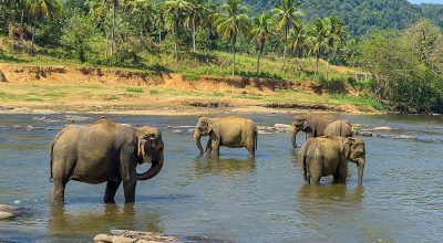 Millennium Elephant Foundation - Wiki by Columbus Tours Sri Lanka