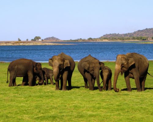 Minneriya National Park 1