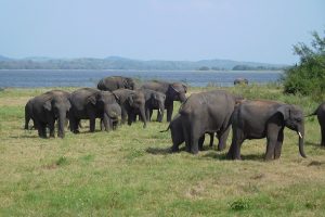 Minneriya - Wiki by Columbus Tours Sri Lanka