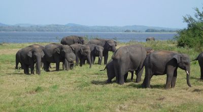 Minneriya - Wiki by Columbus Tours Sri Lanka