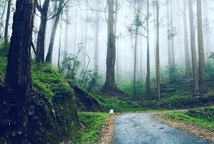 Ohiya - Wiki by Columbus Tours Sri Lanka