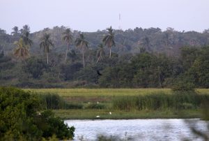 Rekawa - Wiki by Columbus Tours Sri Lanka