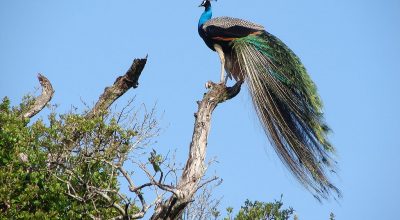 Wasgamuwa - Wiki by Columbus Tours Sri Lanka