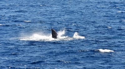 Whale Watching - Wiki by Columbus Tours Sri Lanka