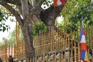 sri-maha-bodhi-tree-in-anuradhapura-3